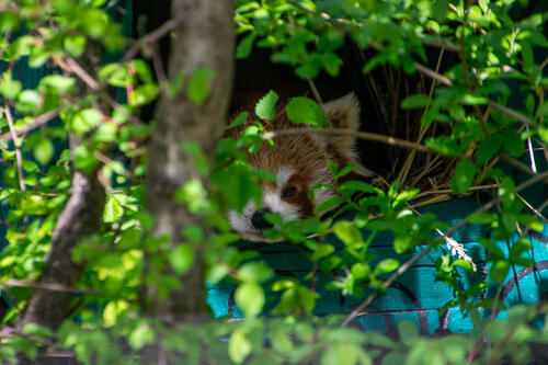 Red panda in hiding